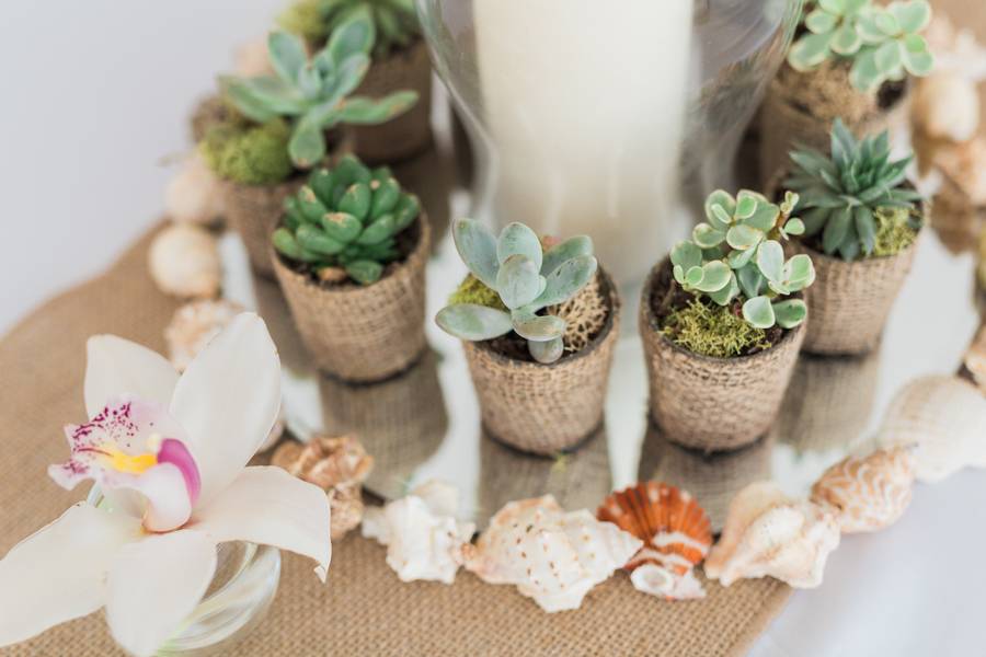 Succulents and Sea Shells - Wedding Fanatic